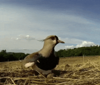 d58bb997b83bee1b2021ed3e67921499_1584573498_9808.gif