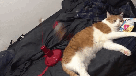 d58bb997b83bee1b2021ed3e67921499_1584573751_8363.gif