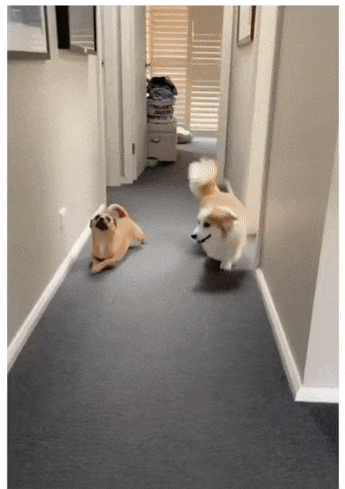 d58bb997b83bee1b2021ed3e67921499_1584573943_9641.gif