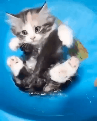 d58bb997b83bee1b2021ed3e67921499_1584573973_2491.gif